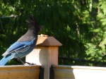 steller's jay