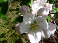 ant in apple blossom