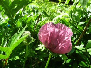 plum poppy