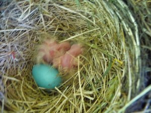 two hatched, one to go