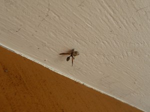 mud dauber