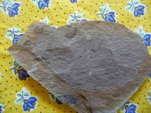 little fossil from Whipsaw Creek