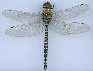 paddle-tailed darner