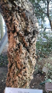 Cork oak