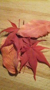 leaves from Hallowell Road
