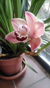 orchid in February