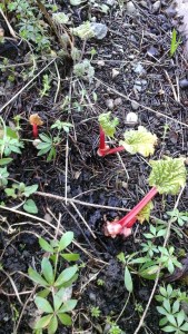 rhubarb shoots (and leaves)