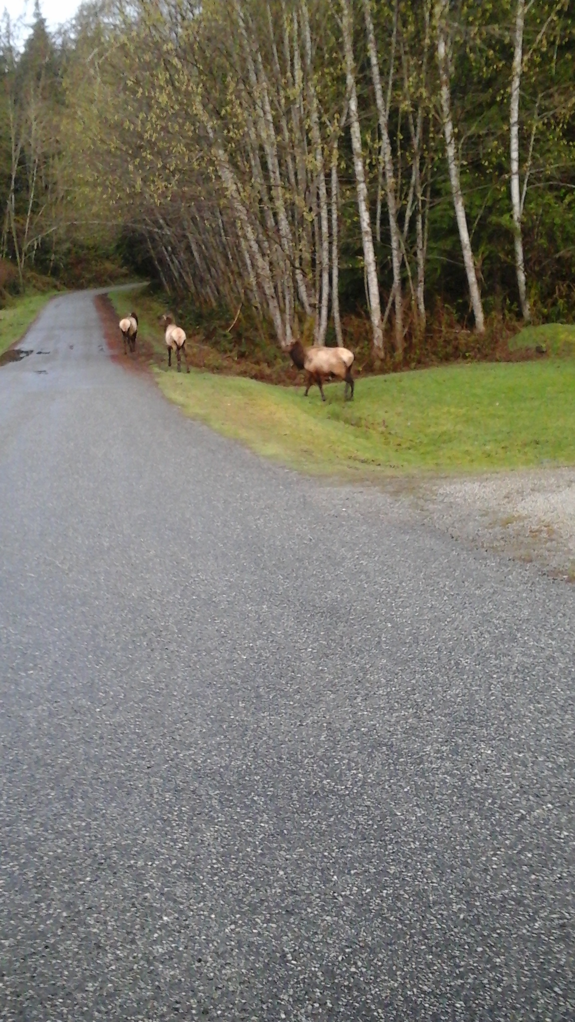 elk at earls cove