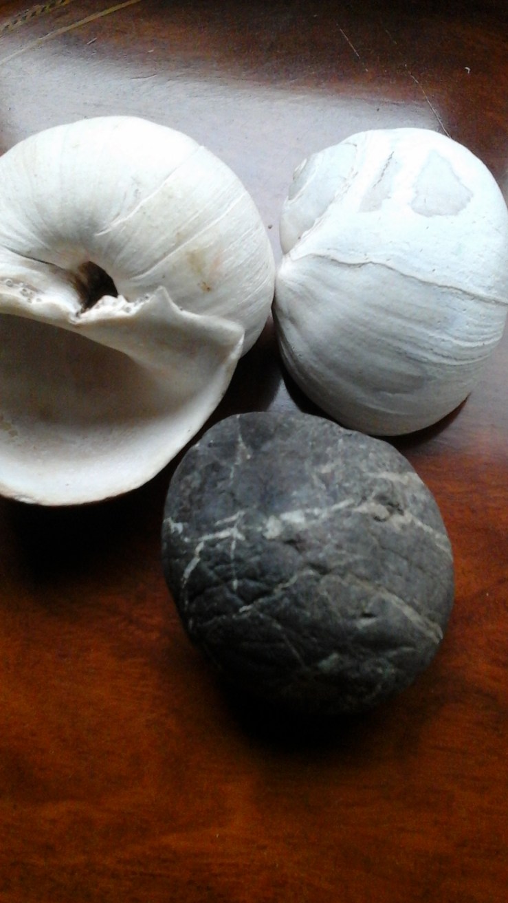moon snail and stone