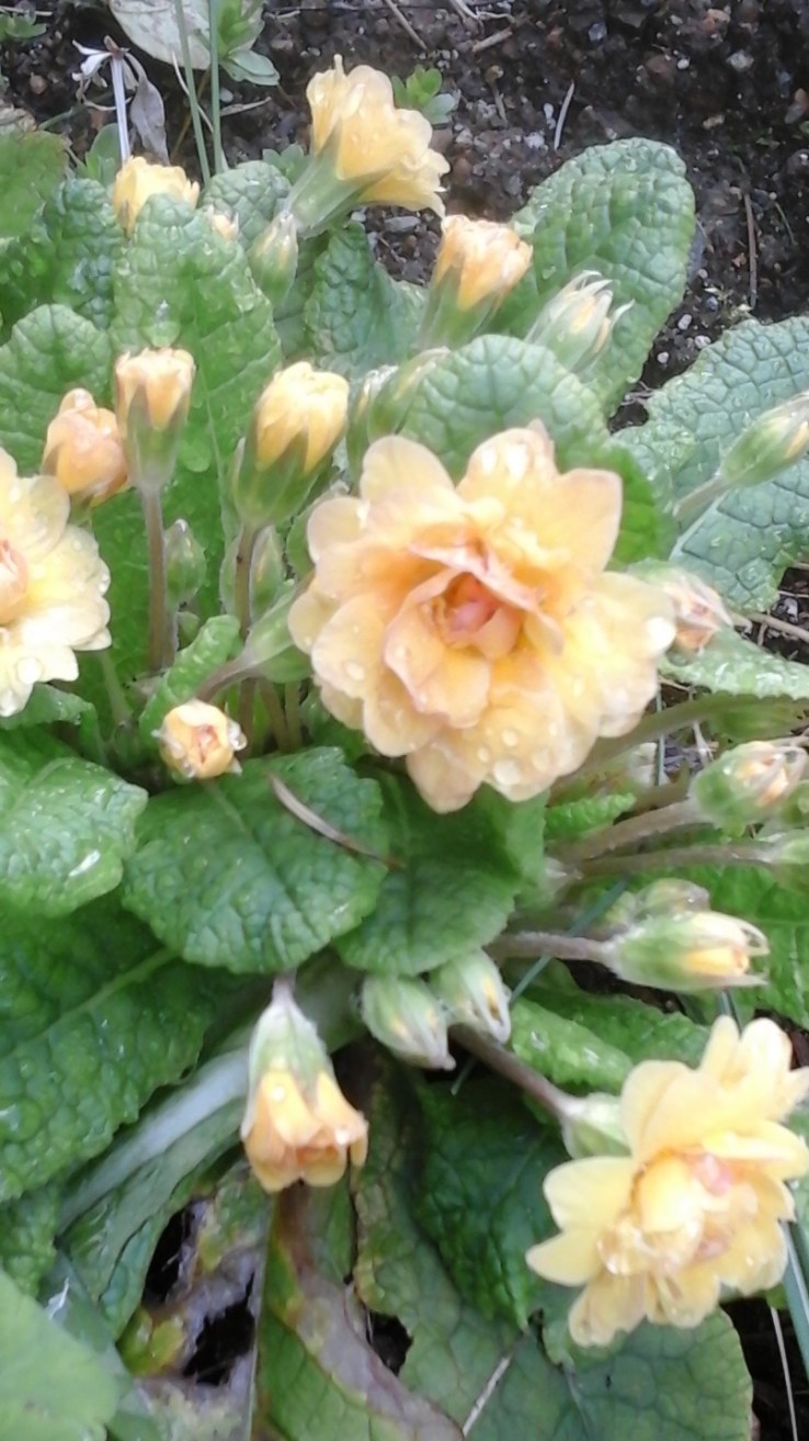 primroses