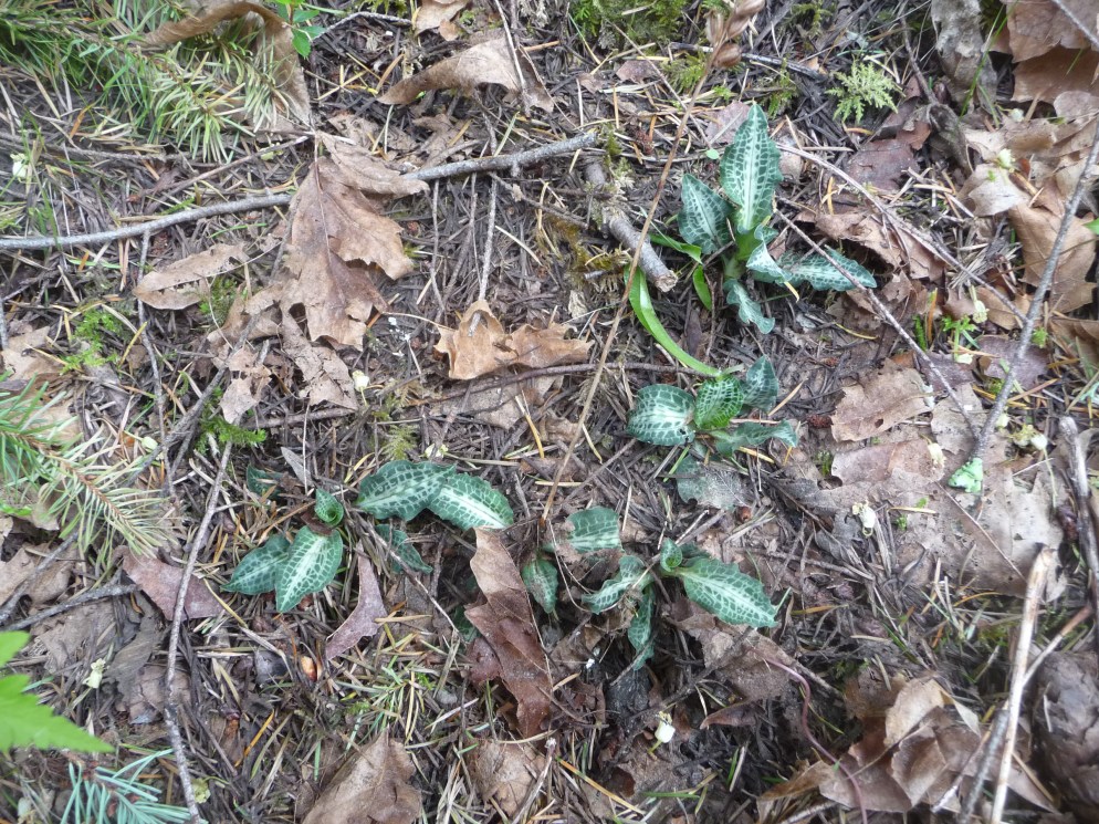rattlesnake plantain.JPG