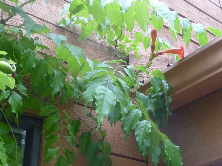 where the weasel was.JPG