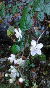 blackberry-blossom