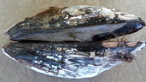 mussel