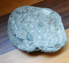 oligoscene fossil.jpg