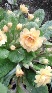 primroses
