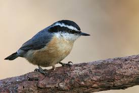 nuthatch