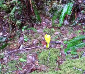 skunk cabbage