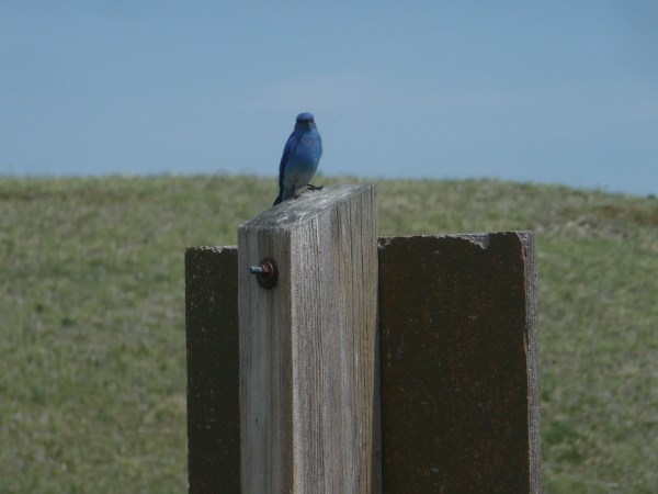 bluebird