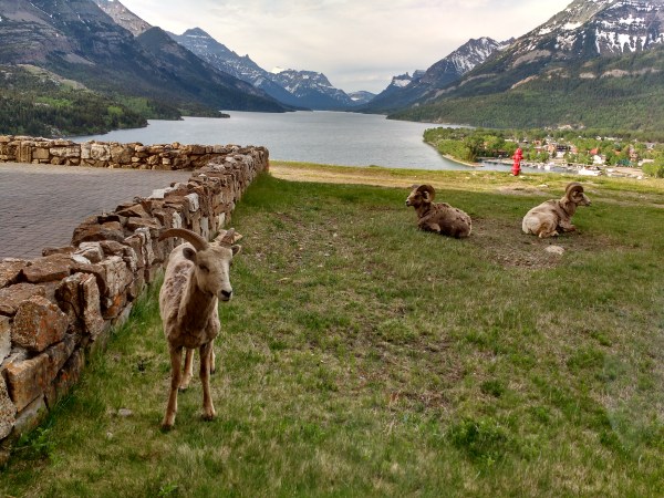 breakfast companions