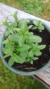 great grandmother's mint