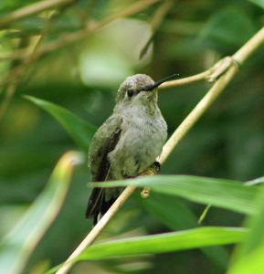 juvenile anna's hummingbird