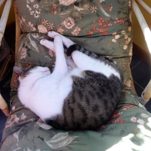 sleeping through the eclipse