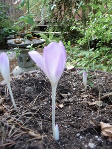 autumn crocus