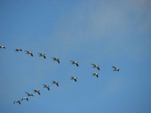 snow geese