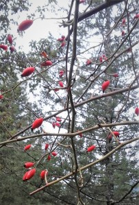 rose hips