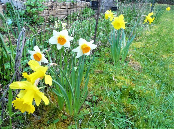 kelly's daffodils