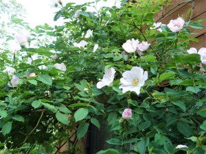 dog rose where I once saw a weasel