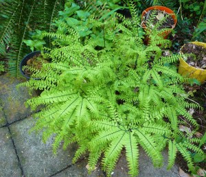 maidenhair