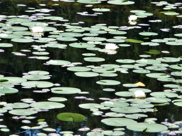 lilies on north lake