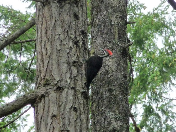 pileated
