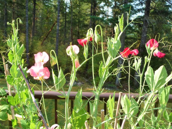 sweet peas
