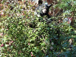 prince of the apple towns