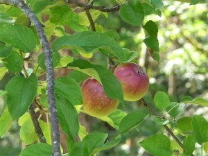 apples on the stray