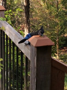 pumpkin seeds for lunch