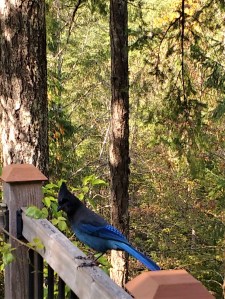 wing feathers of jay