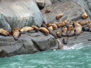 sea lions.jpg