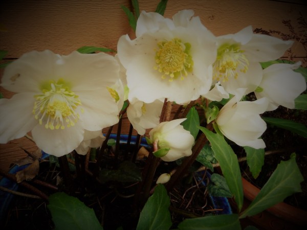 hellebore