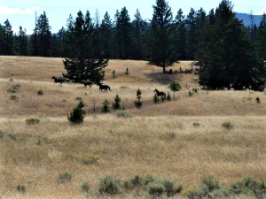 jocko creek horses
