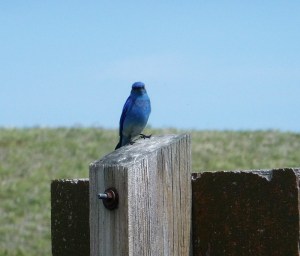 bluebird of happiness