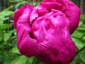 peony 2