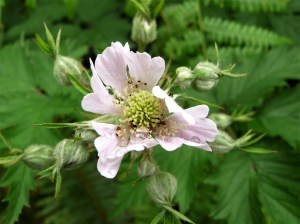 blackberry blossom