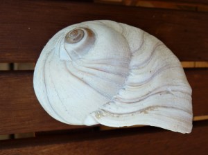 moon snail