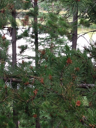 pines at lac lejeune