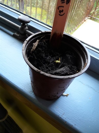 Christmas Hill oak 1