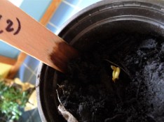 Christmas Hill oak 2